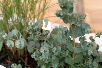 Eucalyptus plant growing in the garden