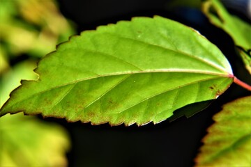 close up of green leaf