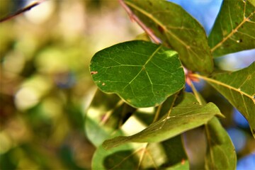 green leaves on a tree