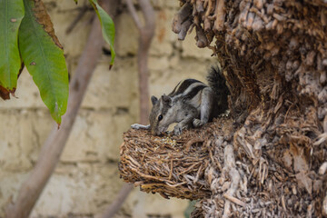 Gray Asian Squirrel in park, outdoor animal, wildlife mammal close up eating black white background tree plant 