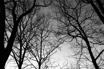 Leafless Bare Trees Against a Grey Winter Sky