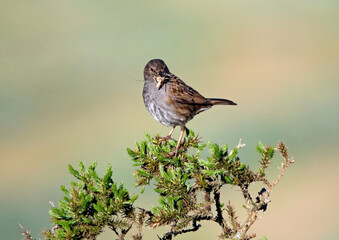 Adult dunnock with food for chicks on the moors in Yorkshire England