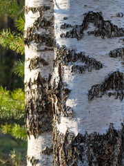 Vertical background with trunks of birch trees. Sunlight falls on the trees. Joyful natural background.