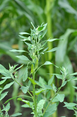 In nature, the grows orach (Chenopodium album)