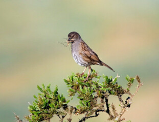 Adult dunnock with food for chicks on the moors in Yorkshire England