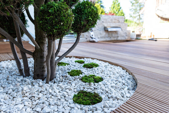 Moss as an ornamental element in landscaping and garden design