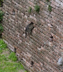 Cats of the Sforza castle in Milan. Italy.