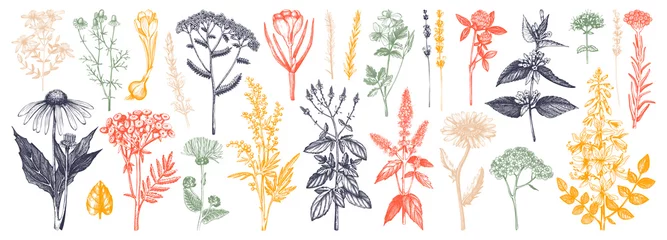 Poster Medicinal herbs collection. Vector set of hand drawn summer florals, herbs, weeds and meadows. Vintage plants illustration. Botanical elements in engraved style. Wild flowers outlines set. © sketched-graphics