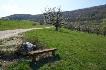 old bench on a green lush meadow grass field in south germany in spring