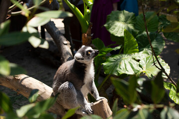 monkey