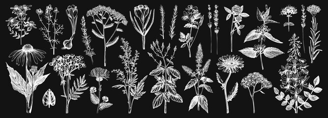 Medicinal herbs collection on chalkboard. Vector set of hand-drawn summer florals, herbs, weeds, and meadows. Vintage plants illustration. Wildflowers outlines set. © sketched-graphics