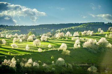 Spring Slovakia landscape. Nature fields with blooming cherries. Unique ecological land management. Polana region, Hrinova, Slovakia Europe. © Zedspider