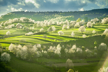 Spring Slovakia landscape. Nature fields with blooming cherries. Unique ecological land management. Polana region, Hrinova, Slovakia Europe. © Zedspider