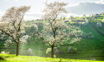 Spring Slovakia landscape. Nature fields with blooming cherries. Unique ecological land management. Polana region, Hrinova, Slovakia Europe. © Zedspider