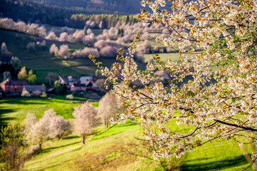 Spring Slovakia landscape. Nature fields with blooming cherries. Unique ecological land management. Polana region, Hrinova, Slovakia Europe. © Zedspider