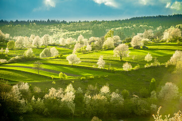 Spring Slovakia landscape. Nature fields with blooming cherries. Unique ecological land management. Polana region, Hrinova, Slovakia Europe. © Zedspider