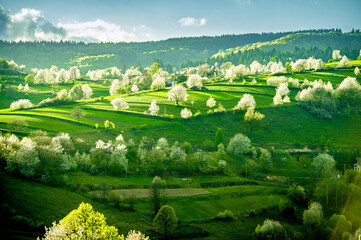 Spring Slovakia landscape. Nature fields with blooming cherries. Unique ecological land management. Polana region, Hrinova, Slovakia Europe. © Zedspider