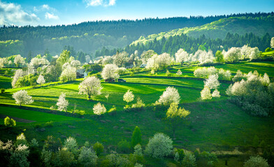 Spring Slovakia landscape. Nature fields with blooming cherries. Unique ecological land management. Polana region, Hrinova, Slovakia Europe. © Zedspider