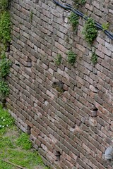 Cats of the Sforza castle in Milan. Italy.