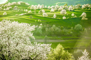 Spring Slovakia landscape. Nature fields with blooming cherries. Unique ecological land management. Polana region, Hrinova, Slovakia Europe. © Zedspider