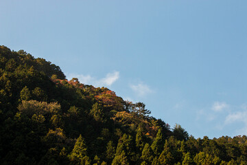 trees and sky