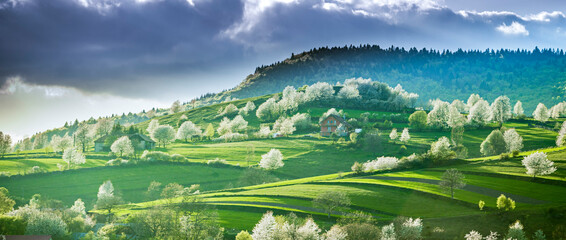Spring Slovakia landscape. Nature fields with blooming cherries. Unique ecological land management. Polana region, Hrinova, Slovakia Europe. © Zedspider