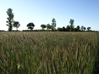 pole zieleń trawa drzewo niebo