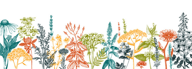 Hand drawn medicinal herbs banner design. Vector flowers, weeds and meadows sketches. Vintage summer plants template. Botanical background with floral elements in engraved style. Herbs outlines - obrazy, fototapety, plakaty