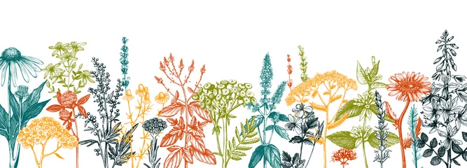 Tuinposter Hand drawn medicinal herbs banner design. Vector flowers, weeds and meadows sketches. Vintage summer plants template. Botanical background with floral elements in engraved style. Herbs outlines © sketched-graphics
