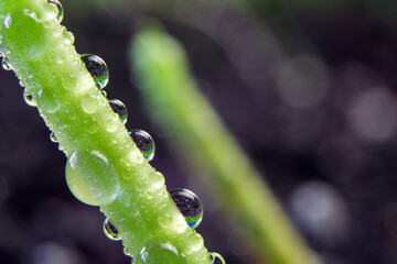 sprouts of corn sown in rows, against the background of soil