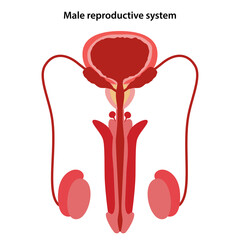 Male reproductive system. Medical vector illustration in flat style on white background.