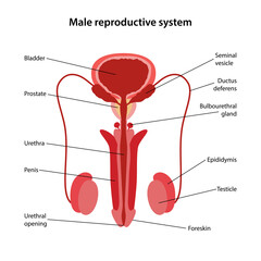 Male reproductive system with main parts labeled. Medical vector illustration in flat style on white background.