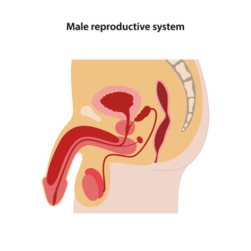 Male reproductive system. Sagittal section. Medical vector illustration in flat style on white background.