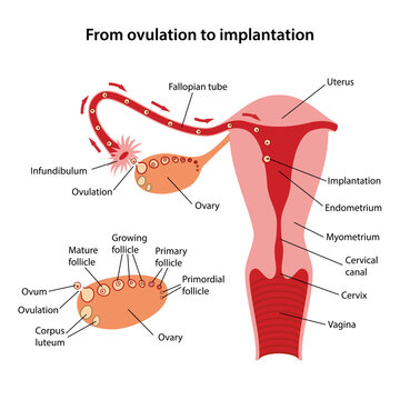 Female reproductive system. Diagram of process from ovulation to implantation of human embryo with main parts labeled. Medical vector illustration in flat style on white background.