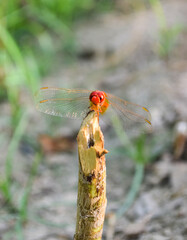 Red dragonfly picture beautiful pictures close up on plant leaf, animal insect macro, nature garden park background