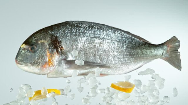 Super Slow Motion Shot of Flying Fresh Bream Fish and Crushed Ice at 1000 fps.