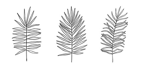 Fototapeta na wymiar Set of exotic palm tree tropical leaves, hand-drawn in a doodle for elegant design of ornaments, patterns. Vector hand drawn set of silhouette leaves in outline technique on the white background.