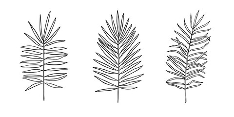 Set of exotic palm tree tropical leaves, hand-drawn in a doodle for elegant design of ornaments, patterns. Vector hand drawn set of silhouette leaves in outline technique on the white background.