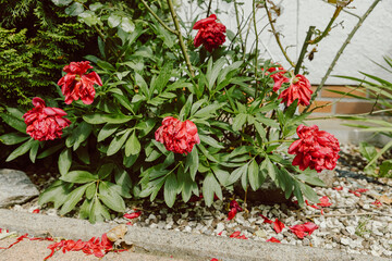 Bush of peonies in the blazing sun. The flowers wither