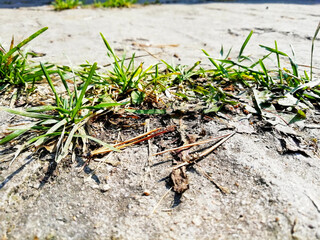 green grass in the sand