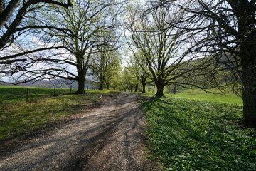 Obraz premium Sunbeams light dark contrast light between the tree branches in an alley