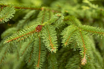 Close up of a spruce branch 