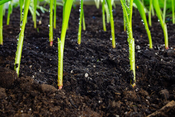 sprouts of corn sown in rows, against the background of soil