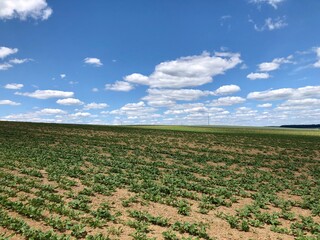 Weites Feld mit Strommasten