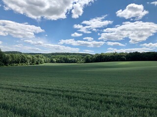 Grünes Feld vor grünem Wald