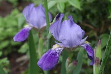 Purple iris flower in the garden