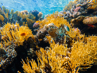 colorful corals and exotic fishes at the bottom of the red sea. beautiful natural summer background