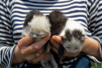 newborn, blind kittens of a stray cat in female hands