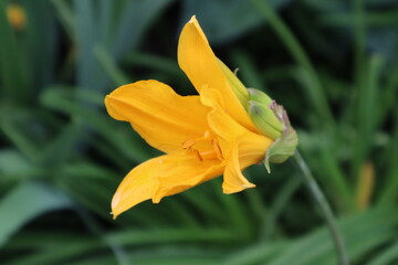 Orange lily flower in the garden