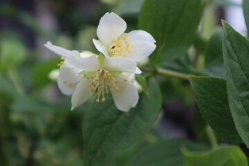 Jasmine flowers in the garden